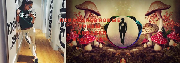 PSILOCYBIN Армянск